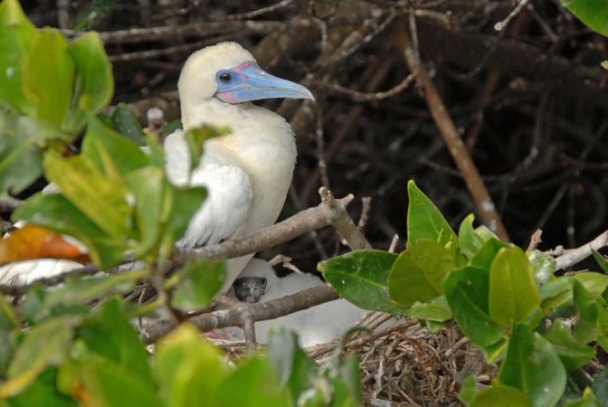Photo (11): Red-footed Booby