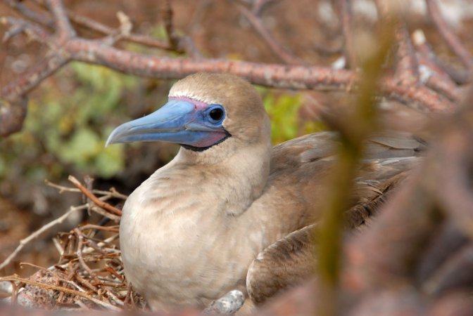Photo (16): Red-footed Booby
