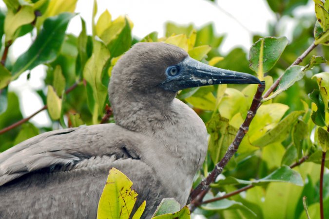 Photo (8): Red-footed Booby