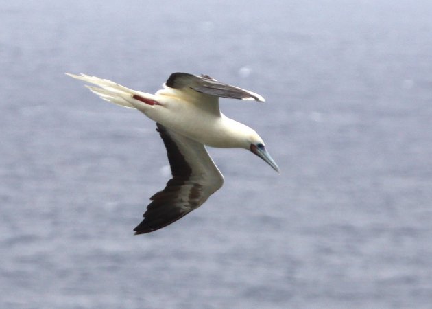 Photo (13): Red-footed Booby