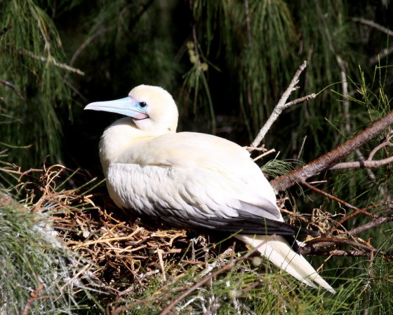 Photo (6): Red-footed Booby