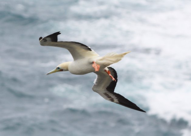 Photo (10): Red-footed Booby