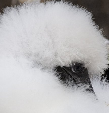 Photo (12): Red-footed Booby