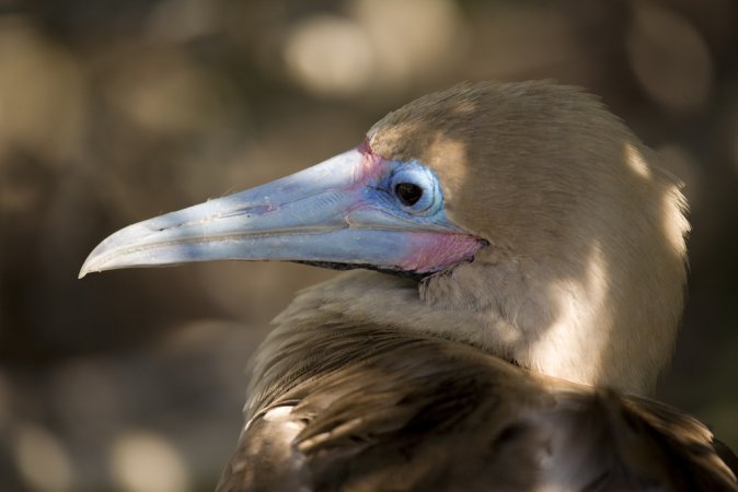 Photo (7): Red-footed Booby
