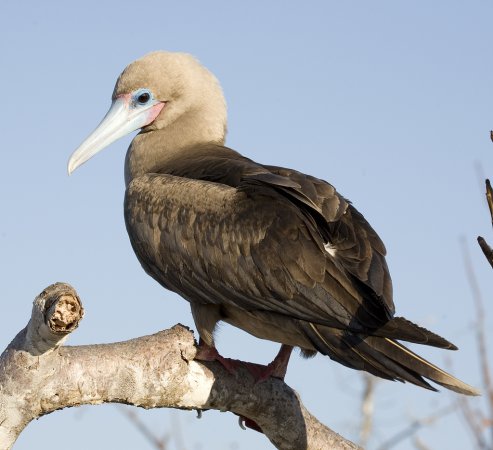 Photo (14): Red-footed Booby