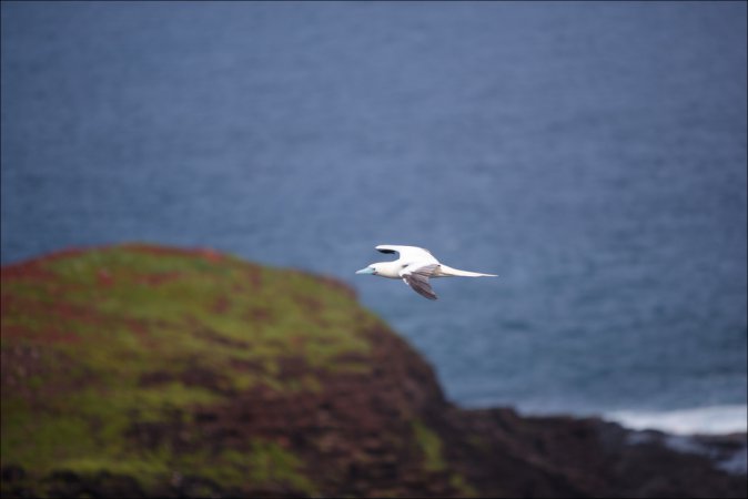 Photo (4): Red-footed Booby