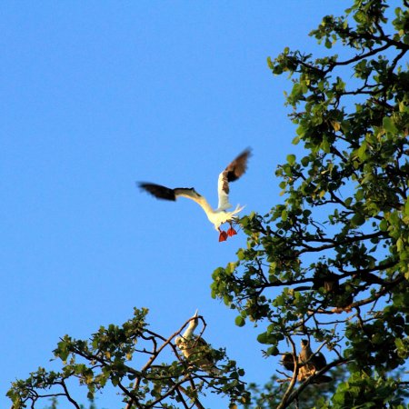 Photo (15): Red-footed Booby