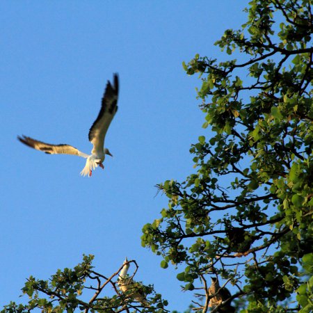 Photo (3): Red-footed Booby