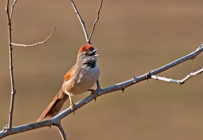 Photo (1): Pale-breasted Spinetail