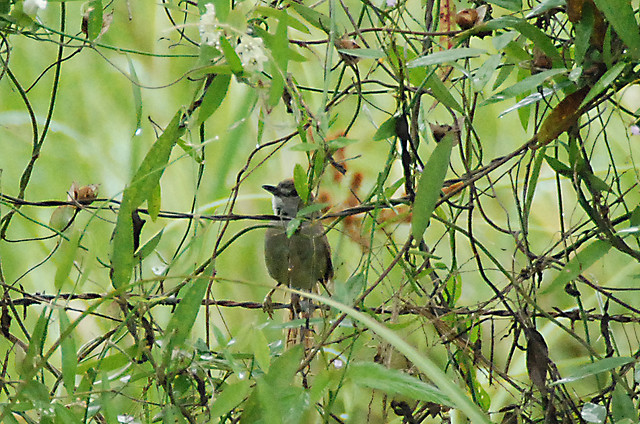 Photo (2): Pale-breasted Spinetail