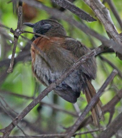 Photo (1): Rufous-breasted Spinetail