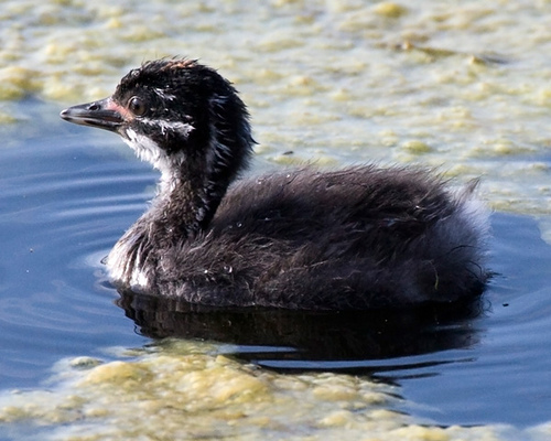 Photo (22): Least Grebe