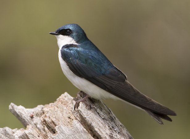 Photo (1): Tree Swallow