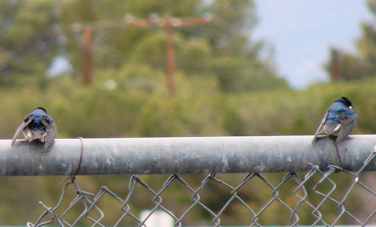 Photo (16): Tree Swallow