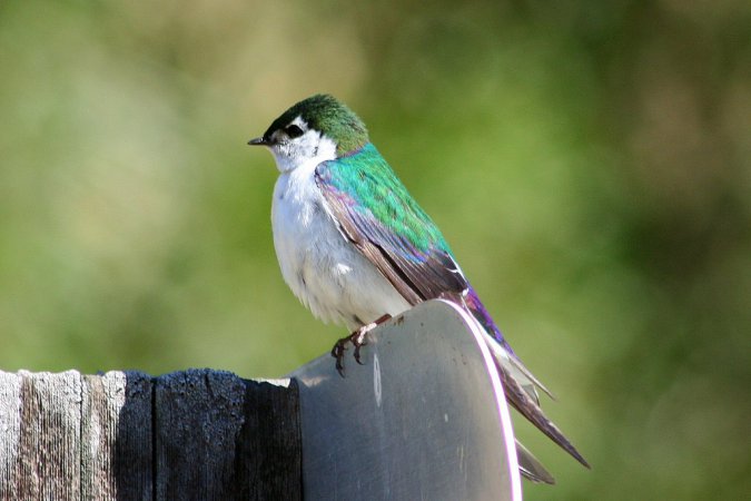 Photo (11): Violet-green Swallow