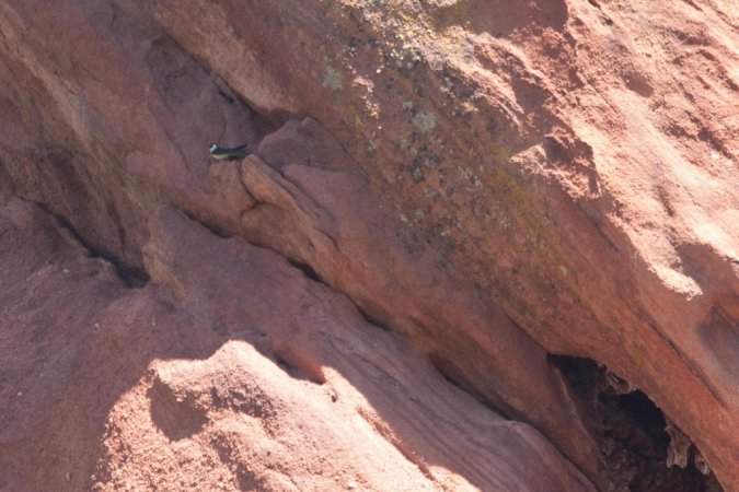 Photo (18): Violet-green Swallow