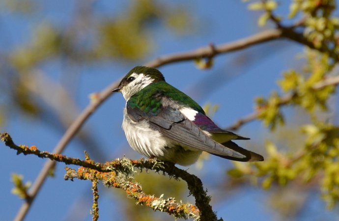 Photo (3): Violet-green Swallow