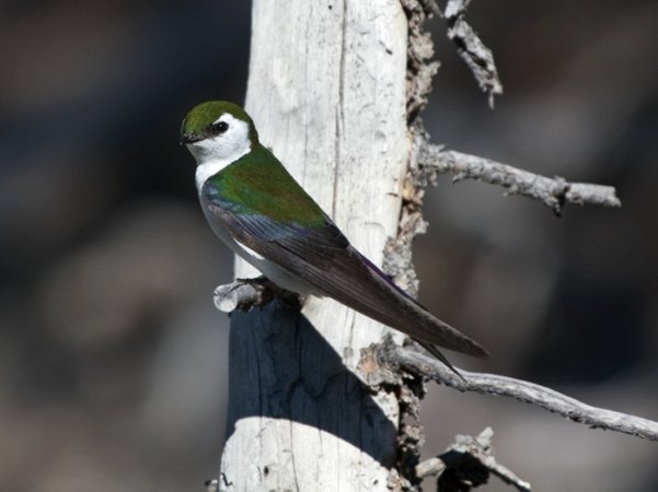 Photo (2): Violet-green Swallow