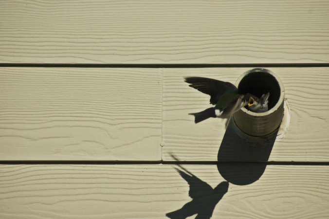 Photo (20): Violet-green Swallow