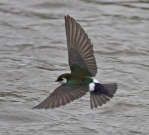 Photo (8): Violet-green Swallow