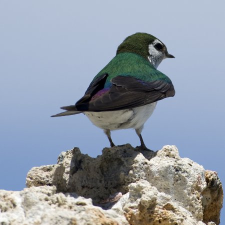 Photo (4): Violet-green Swallow
