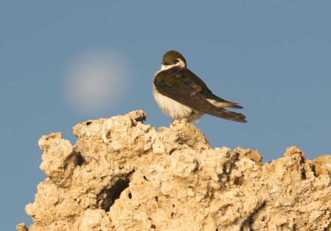 Photo (17): Violet-green Swallow