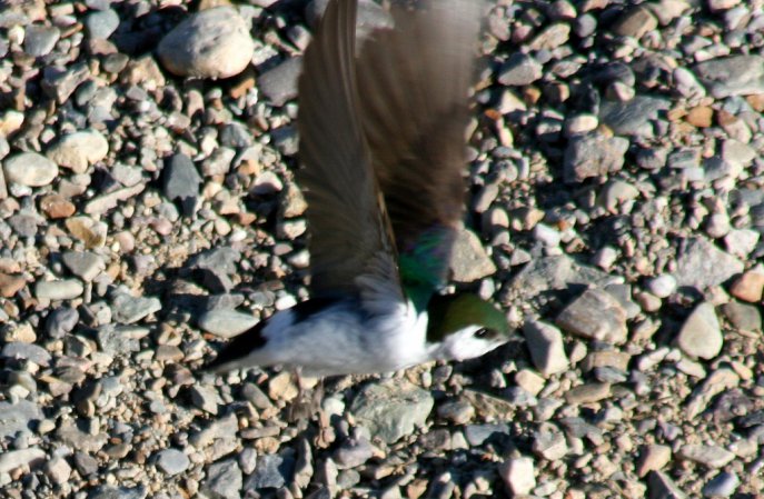 Photo (12): Violet-green Swallow