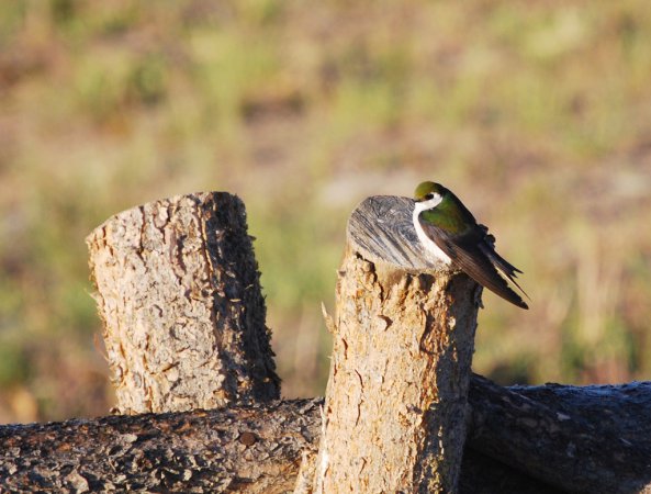Photo (5): Violet-green Swallow