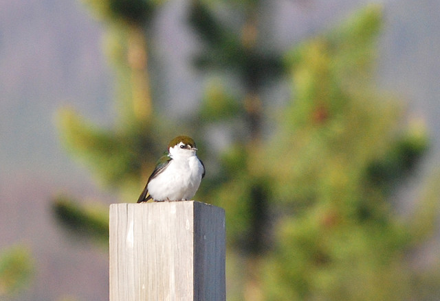 Photo (9): Violet-green Swallow