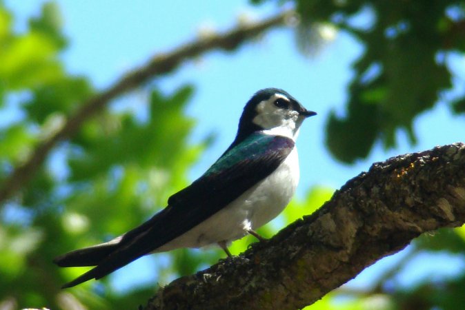 Photo (15): Violet-green Swallow
