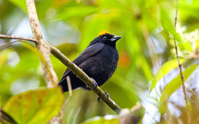 Photo (2): Tawny-crested Tanager