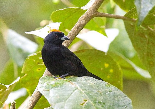 Photo (3): Tawny-crested Tanager