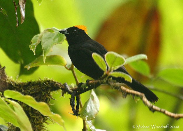 Photo (1): Tawny-crested Tanager