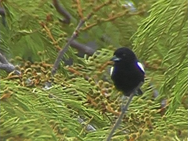 Photo (4): White-shouldered Tanager