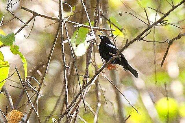 Photo (2): White-shouldered Tanager