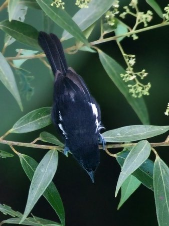 Photo (3): White-shouldered Tanager