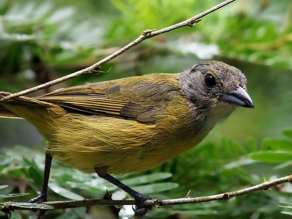 Photo (1): White-shouldered Tanager