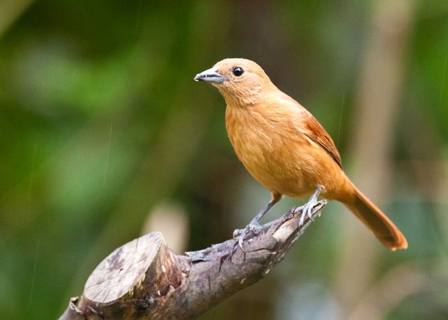 Photo (19): White-lined Tanager