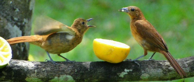 Photo (5): White-lined Tanager