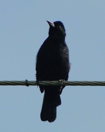 Photo (9): White-lined Tanager