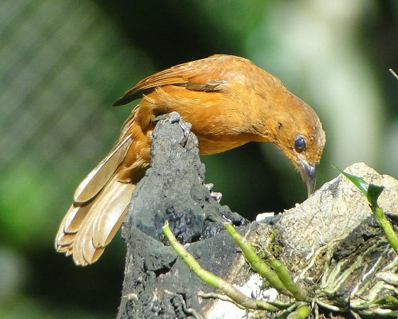 Photo (3): White-lined Tanager