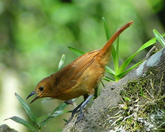 Photo (4): White-lined Tanager