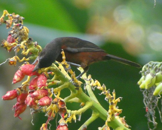 Photo (14): White-lined Tanager