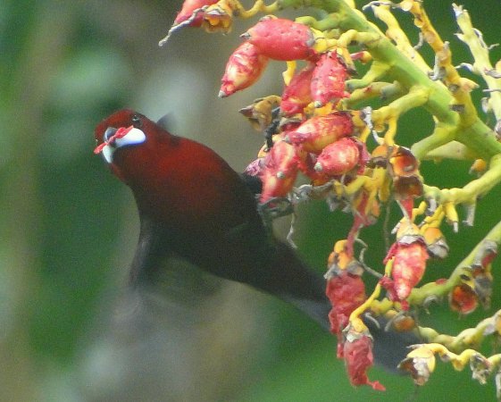 Photo (7): White-lined Tanager