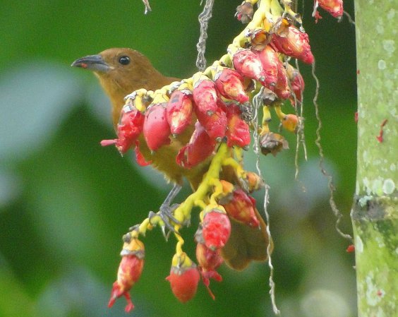 Photo (2): White-lined Tanager