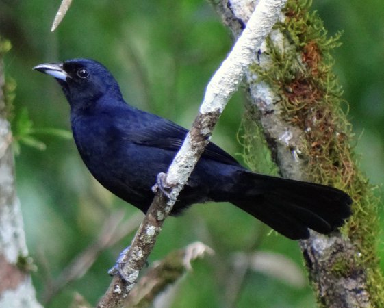 Photo (11): White-lined Tanager