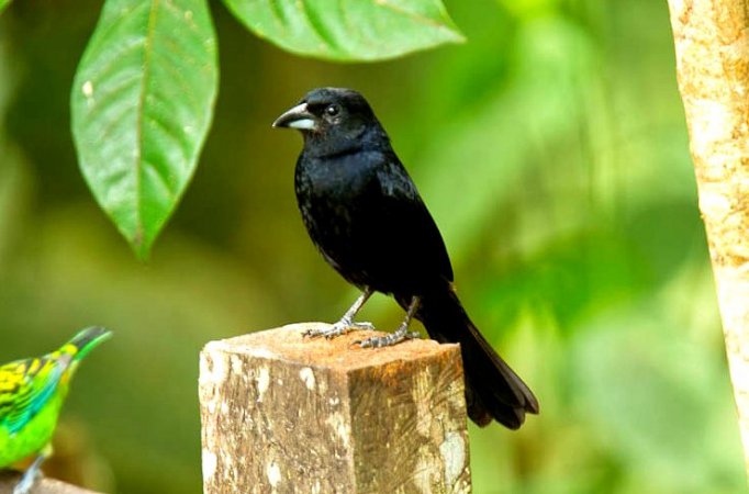 Photo (6): White-lined Tanager