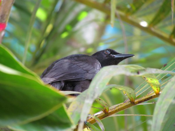 Photo (8): White-lined Tanager