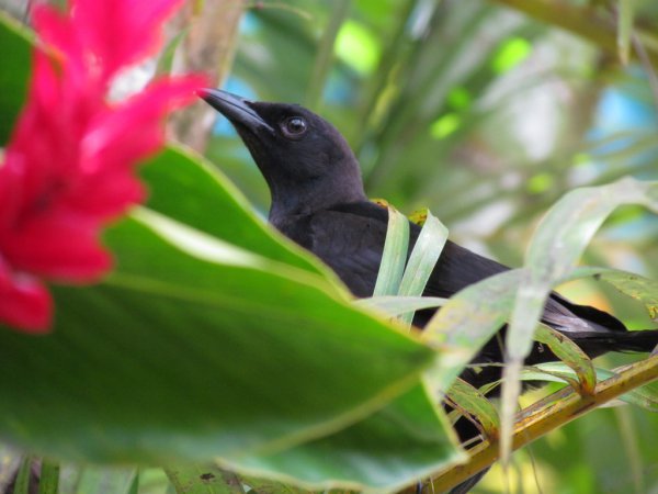 Photo (13): White-lined Tanager