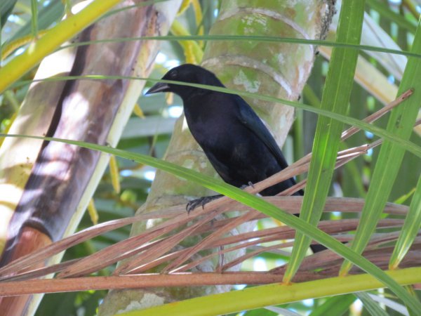 Photo (15): White-lined Tanager